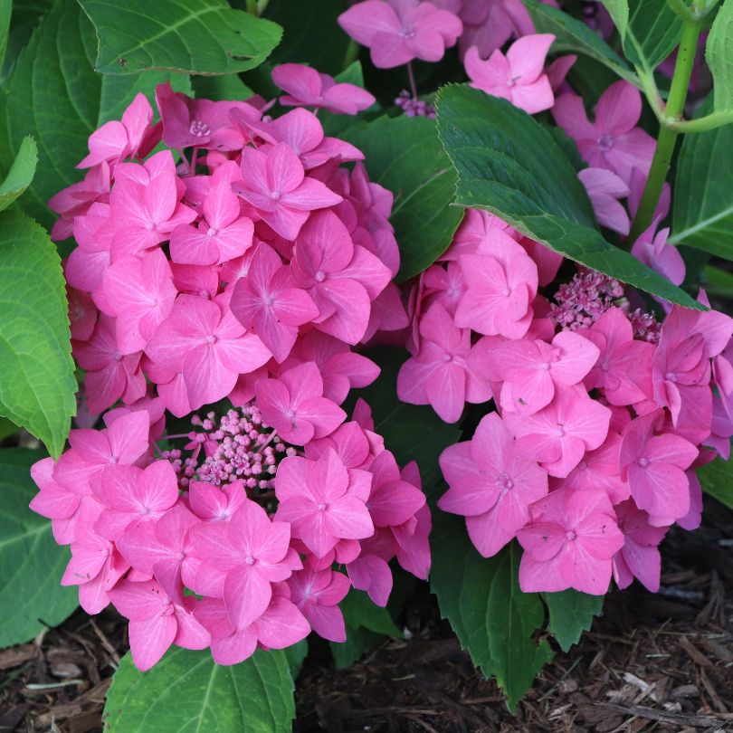 Close-up of pink bugleaf hydrangea flowers with green leaves