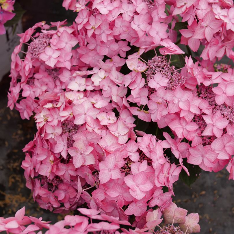 Close-up of pink bigleaf hydrangea flowers