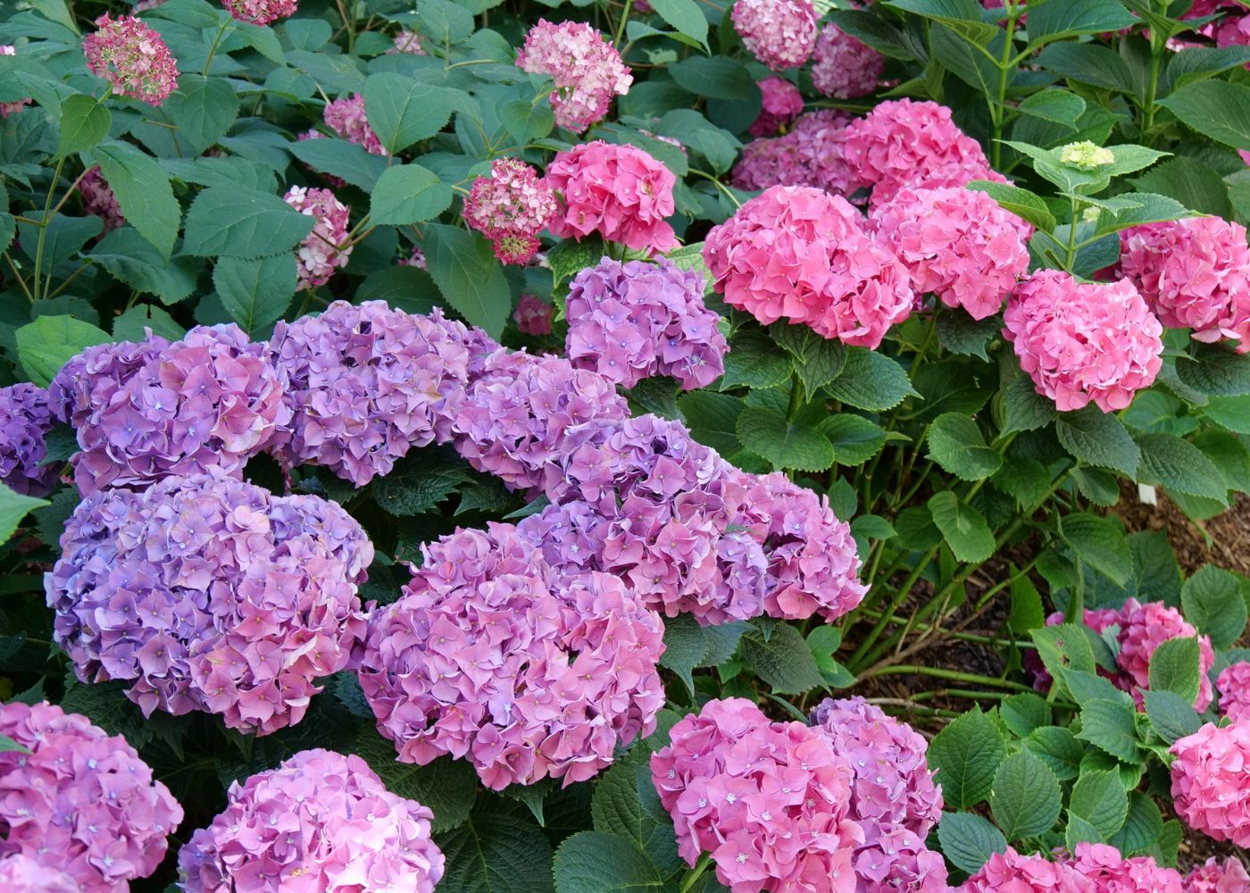 All Things Hydrangea | Buy Hydrangeas Online