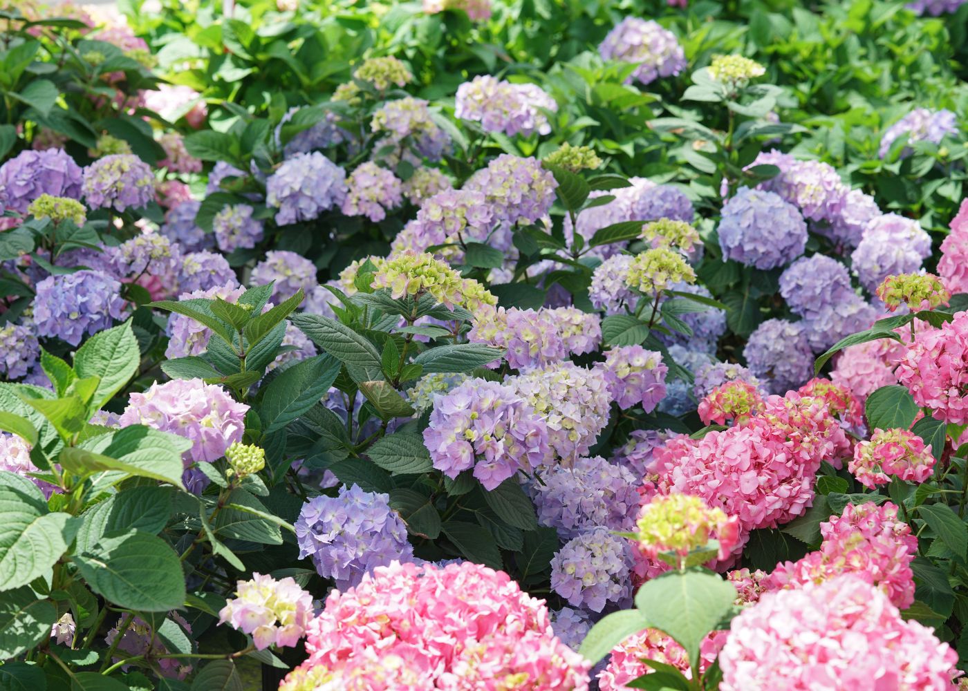 A dense patch of bigleaf hydrangea shrubs in full bloom, featuring clusters of light purple, soft pink, and pale yellow flowers surrounded by lush green foliage.