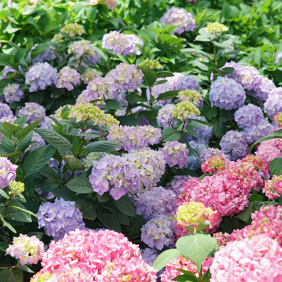 A sea of pink, purple, and blue hydrangea blooms