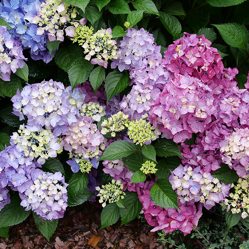 Pink, blue and purple hydrangea flowers