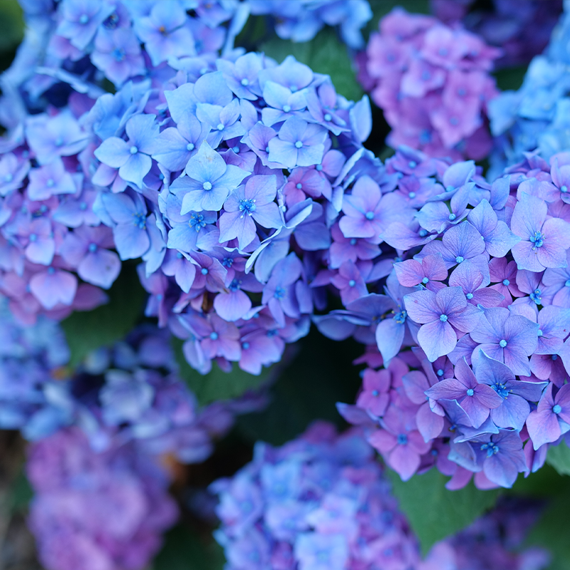 Let's Dance Lovable® Bigleaf Hydrangea Let's Dance Lovable® Bigleaf Hydrangea