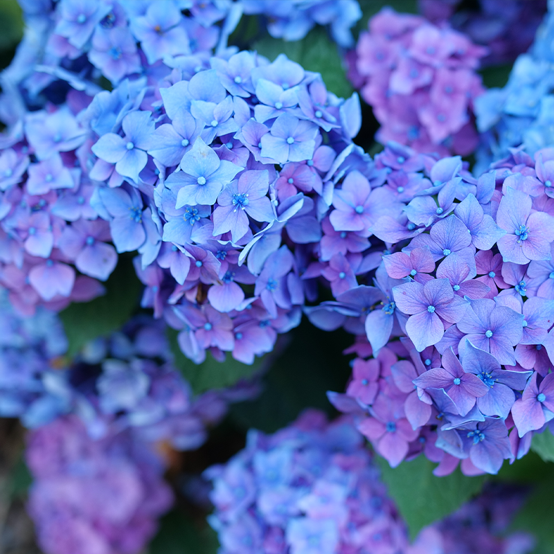 Up close image of blue hydrangea flowers