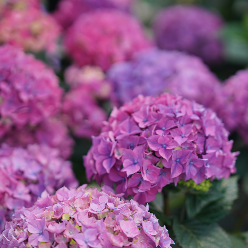 Up close image of pink hydrangea flowers