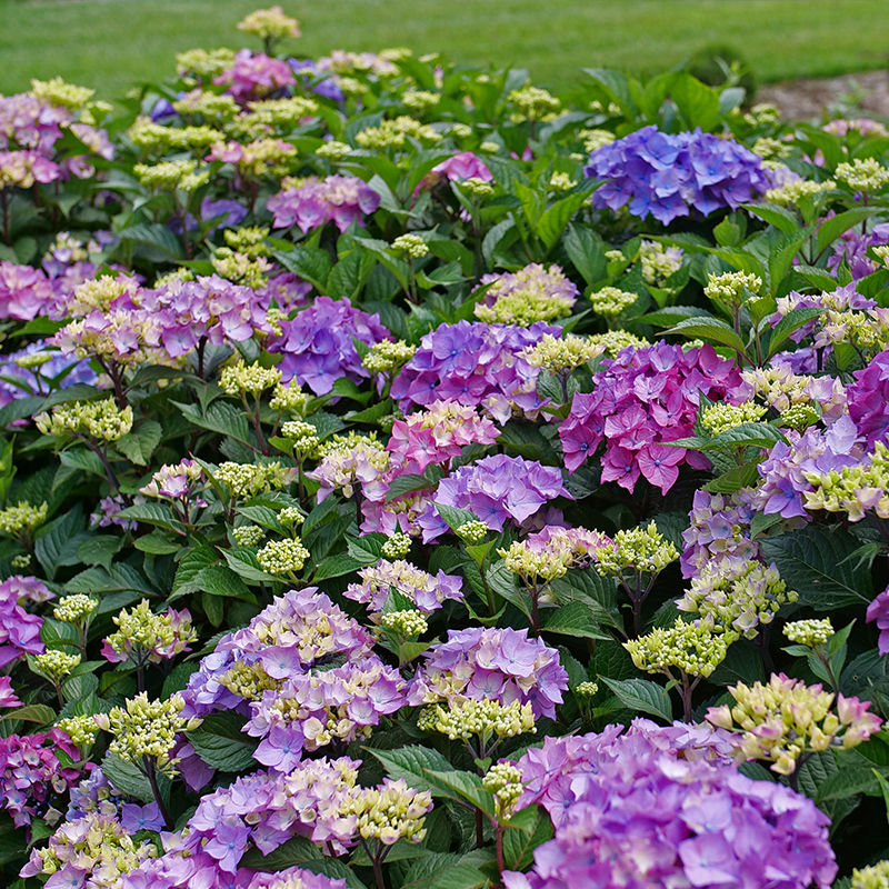 Up close image of blue, pink, and purplehydrangea flowers