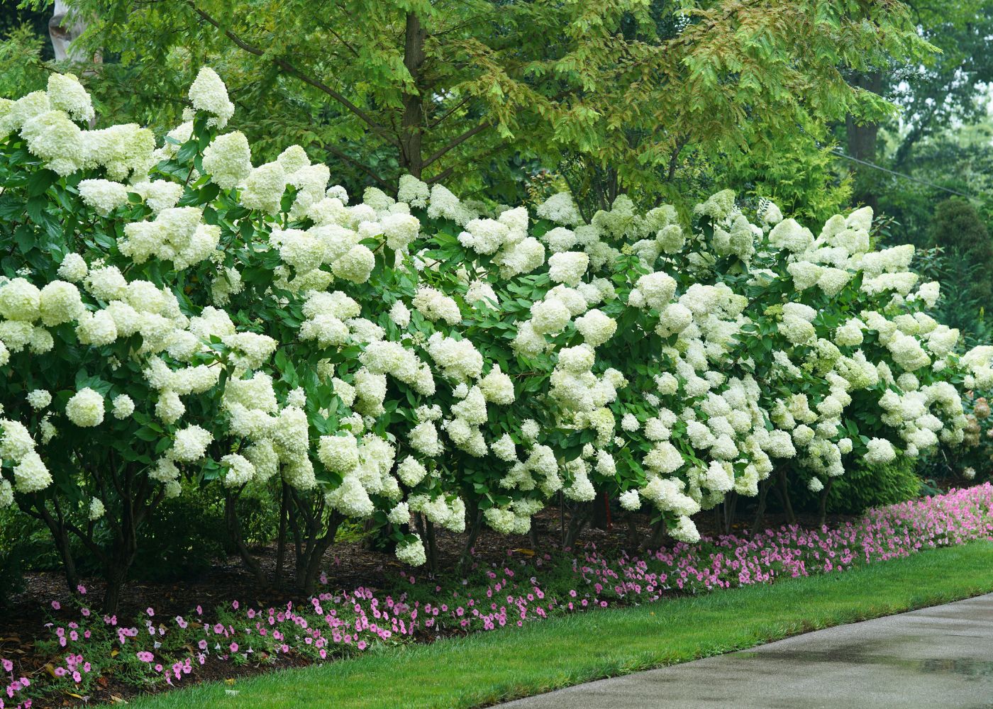 Hedge of Limelight hydrangea shrubs with green trees and pink flowers in the background.