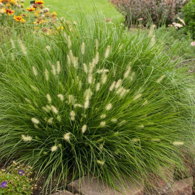 Mound of fluffy white 'Little Bunny' fountain grass plumes