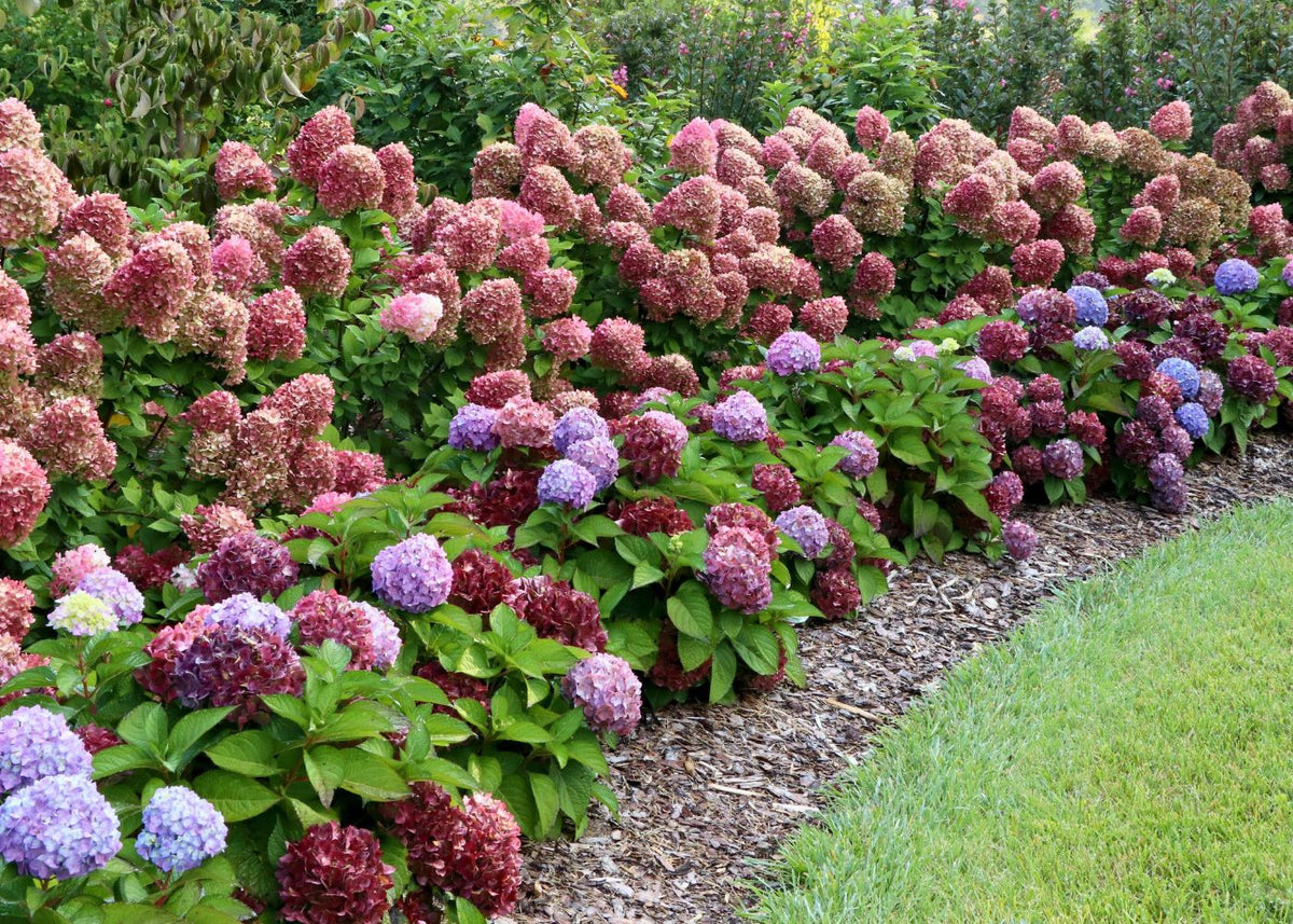 Hydrangea garden hedge with pink panicle hydrangeas in the back and blue and purple bigleaf hydrangeas planted in the front.