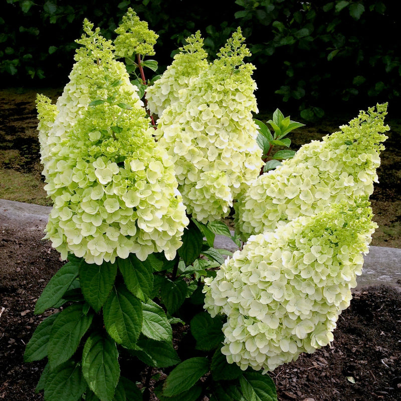 Moonrock Panicle Hydrangea with cone shaped green and white flowers and green leaves in the garden