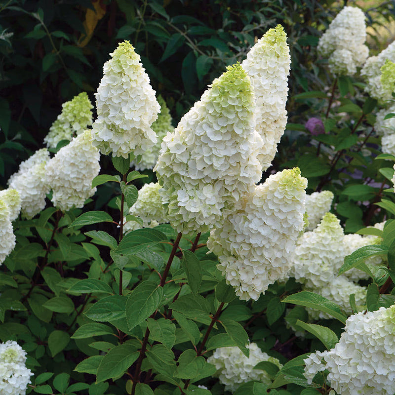 Moonrock Panicle Hydrangea with cone shaped white to green flowers and green leaves in the garden