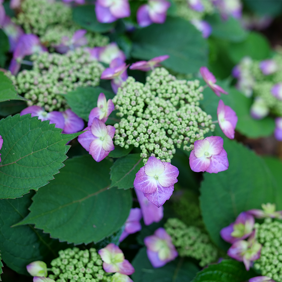 Up close image of purple mountain hydrangea flowers