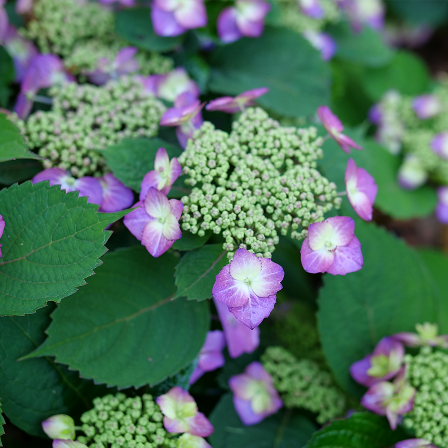 Hydrangea View Fun Tuff Stuff Top Fun® Mountain Hydrangea