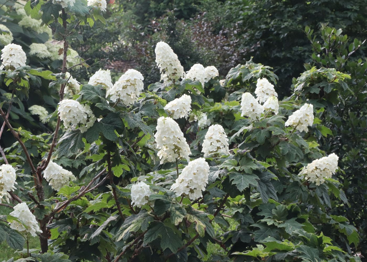 White oakleaf hydrangea flowers in a native plant garden