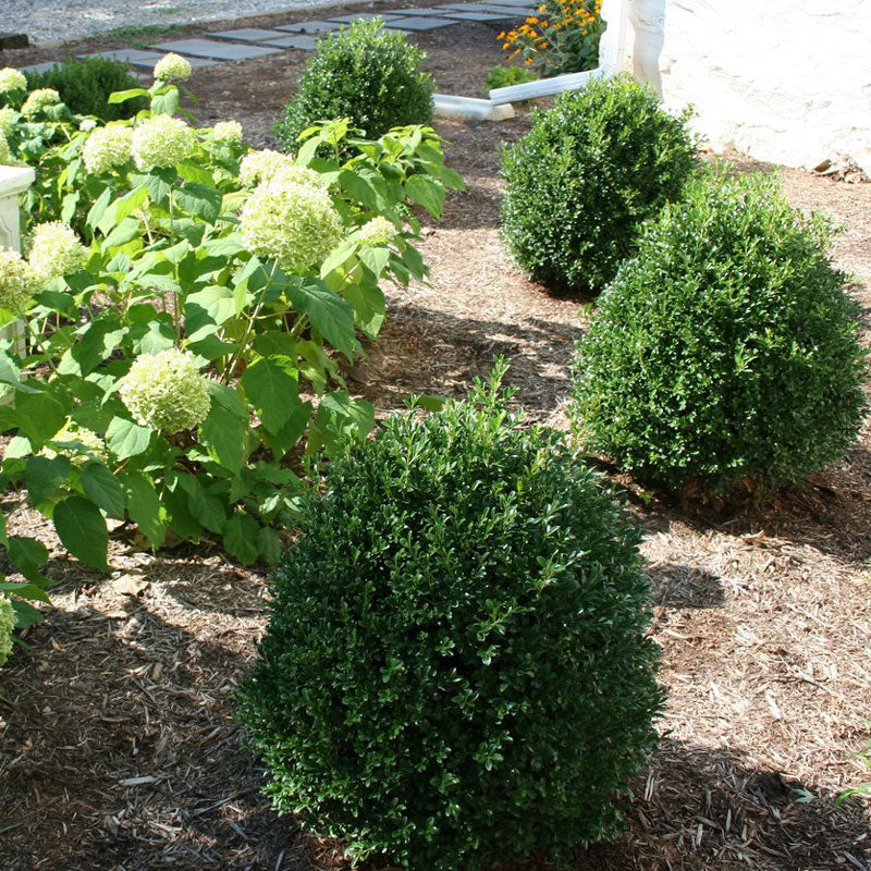 NewGen Independence® Boxwood This tidy shrub has shown boxwood leafminer and blight resistance.