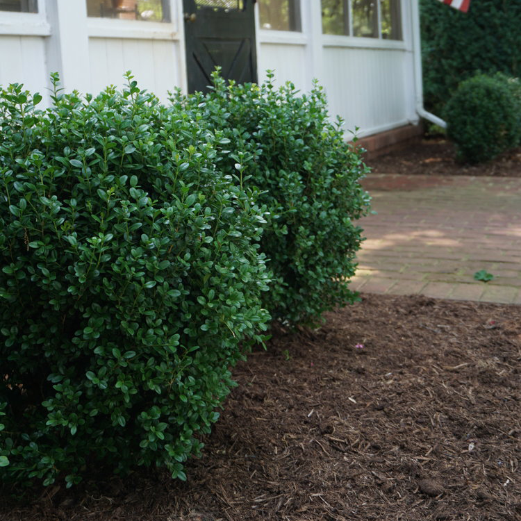 NewGen Freedom® Boxwood This attractive shrub has shown boxwood leafminer and blight resistance.