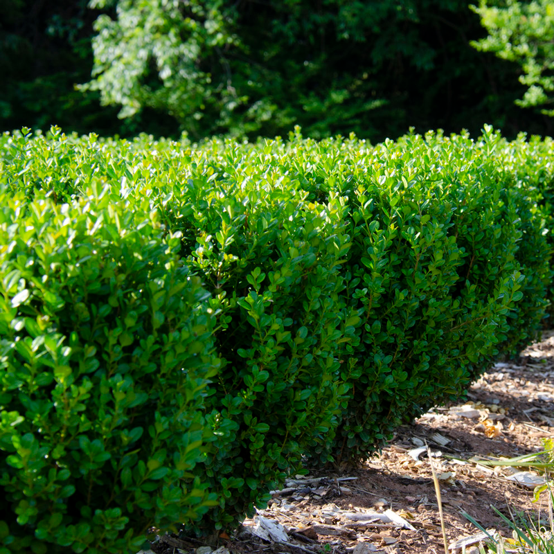 NewGen Freedom® Boxwood This attractive shrub has shown boxwood leafminer and blight resistance.