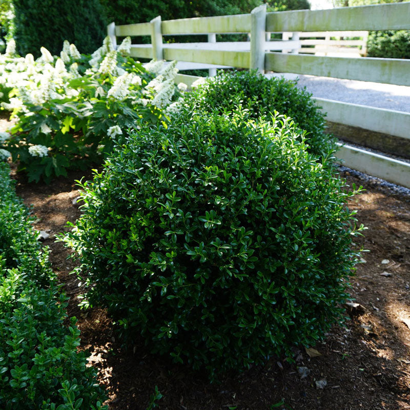 NewGen Independence® Boxwood This tidy shrub has shown boxwood leafminer and blight resistance.