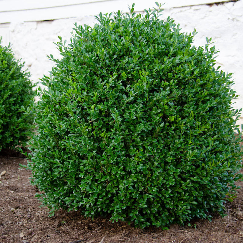 NewGen Independence® Boxwood This tidy shrub has shown boxwood leafminer and blight resistance.