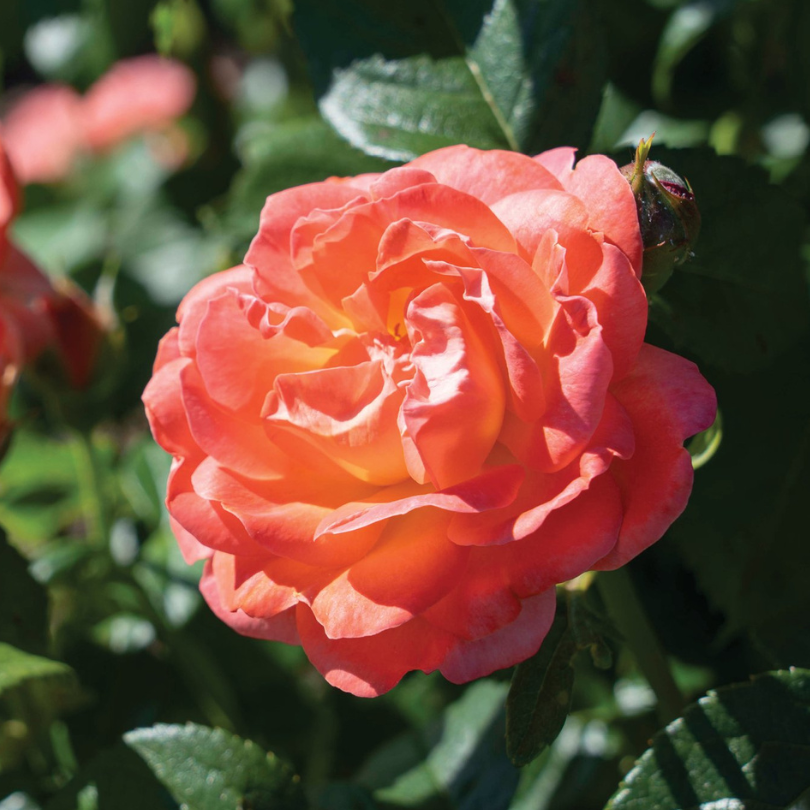 Close up image of a orange rose flower in a sunny garden