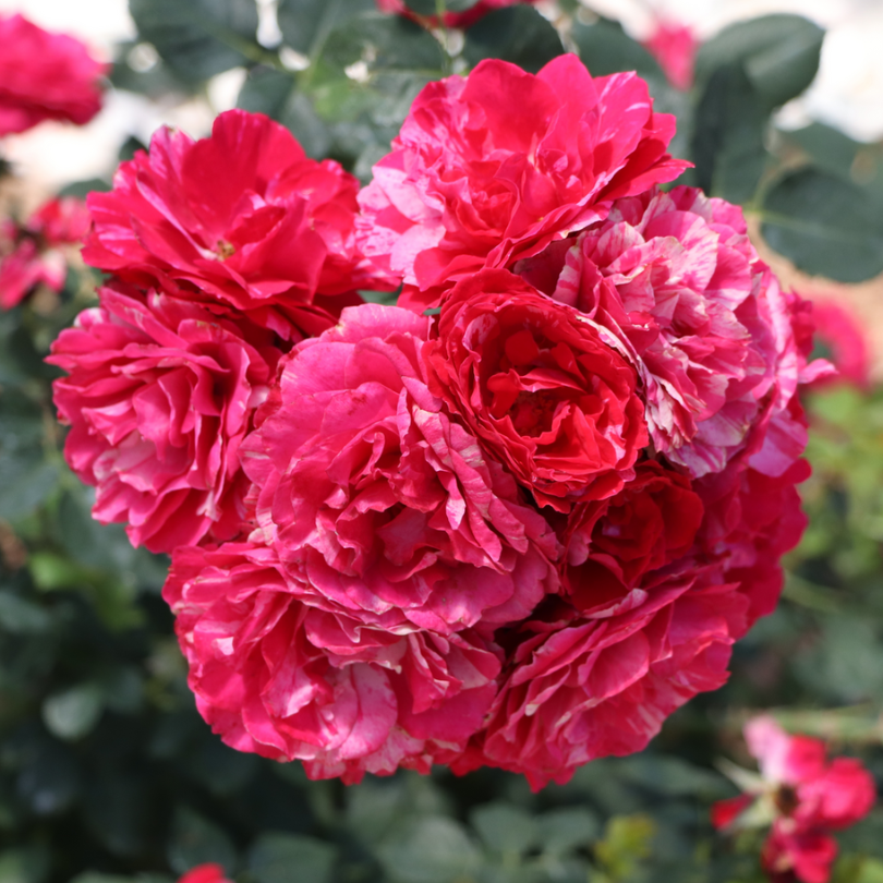 Cluster of pink and red striped rose flowers