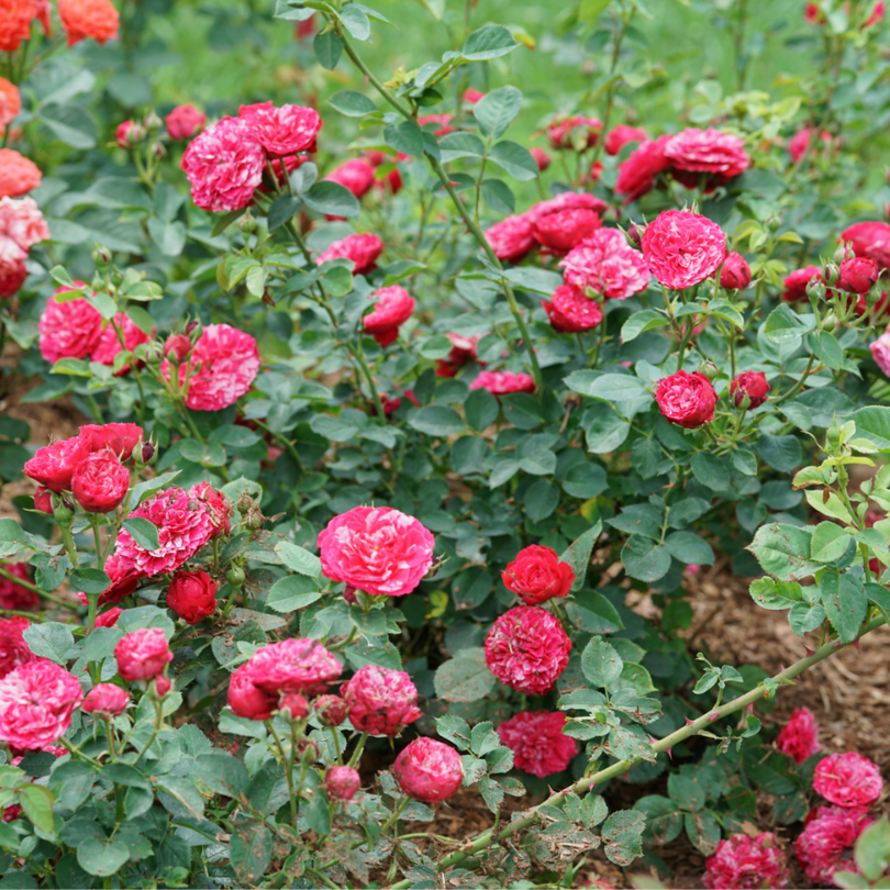 Field full of red and white rose flowers