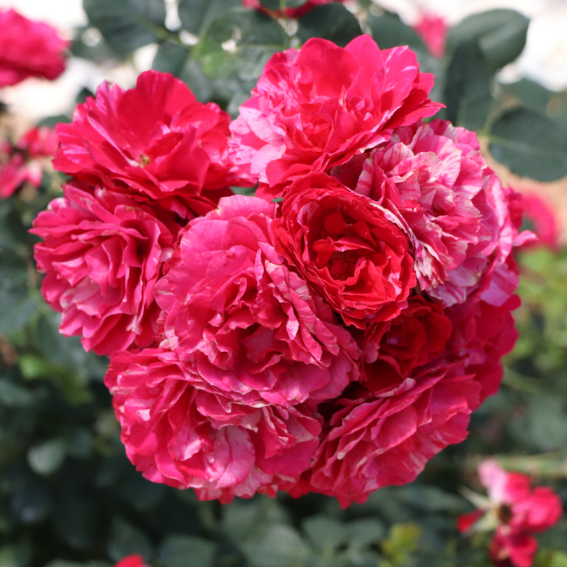 Red Scripsy Roses Oso Easy Red Stripe™ Rose