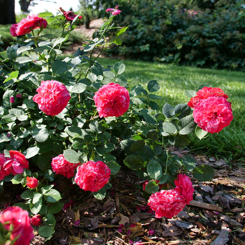 Beautiful ruffled red rose flowers in a summer garden