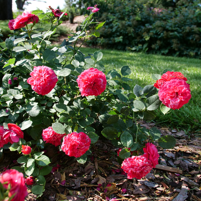 Red Scripsy Roses Oso Easy Red Stripe™ Rose