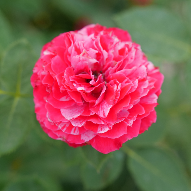 Close up image of red and white rose blooms