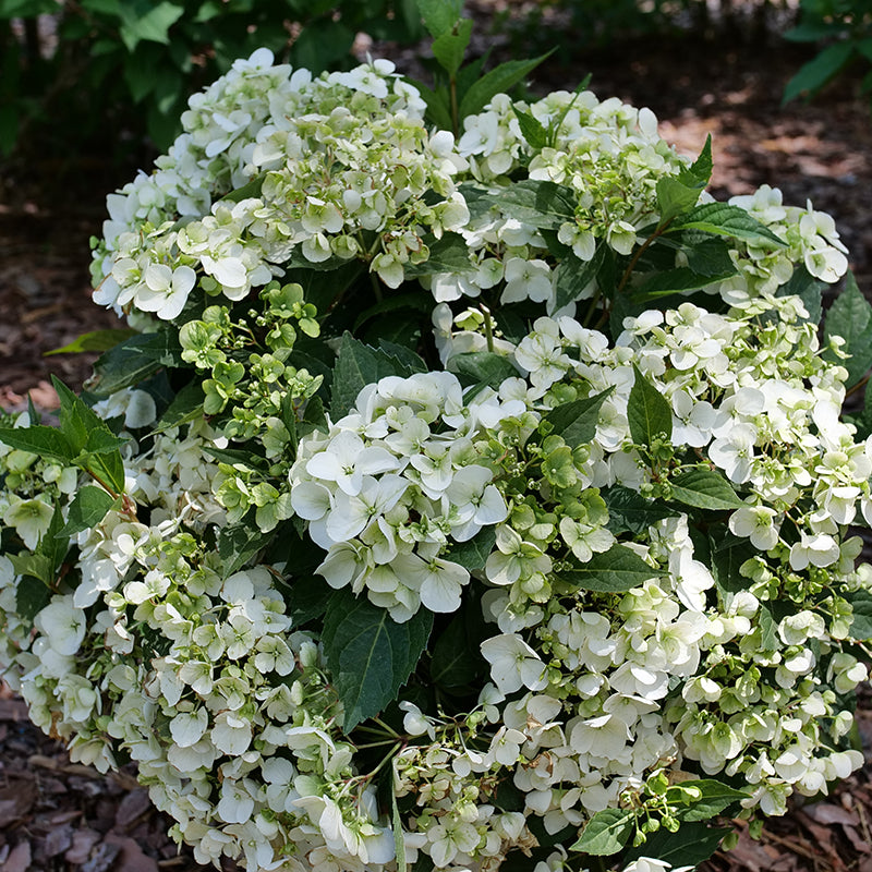 Close up of the Fairytrail White Cascading Hydrangea in a container