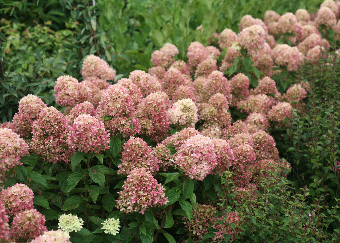 Dozens of pink panicle hydrangea flowers in early fall