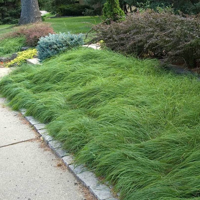 Lush green Pennsylvania sedge filling a garden hedge