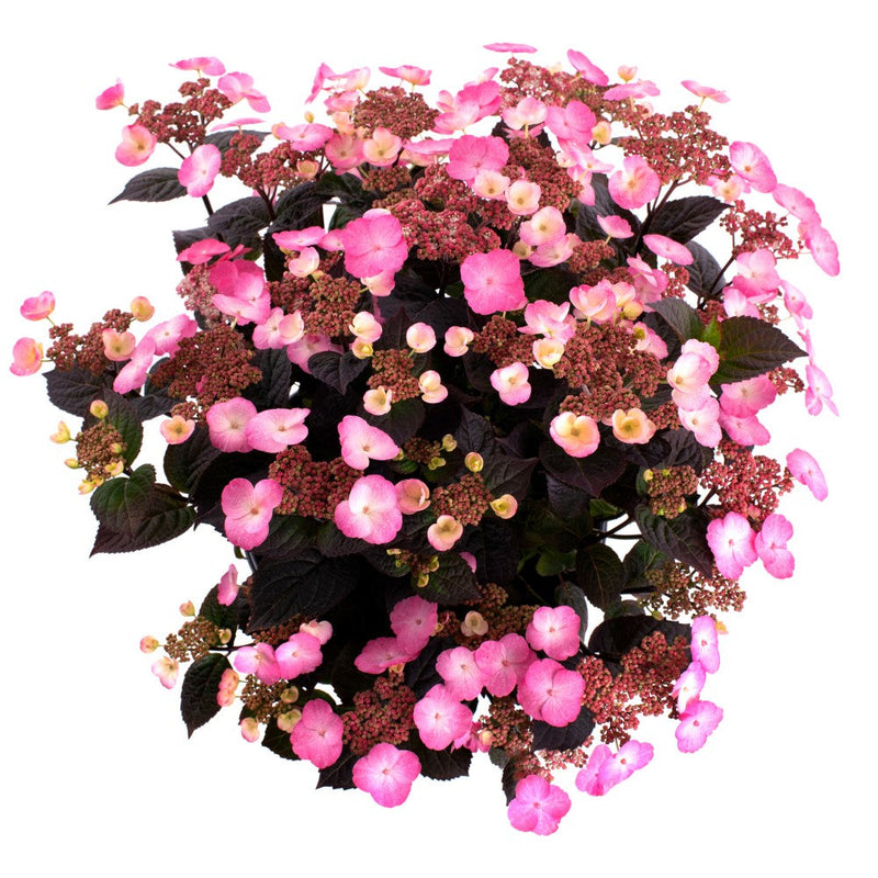 Pink Dynamo Mountain Hydrangea with pink flowers and black and dark green leaves
