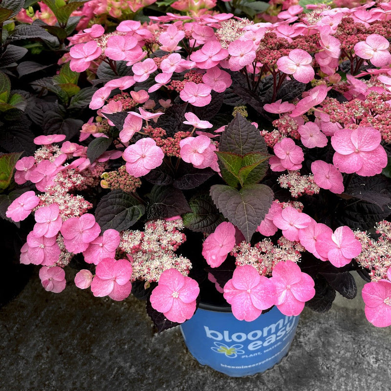 Pink Dynamo Mountain Hydrangea with pink flowers and black and dark green leaves in a blue pot on a stone ledge