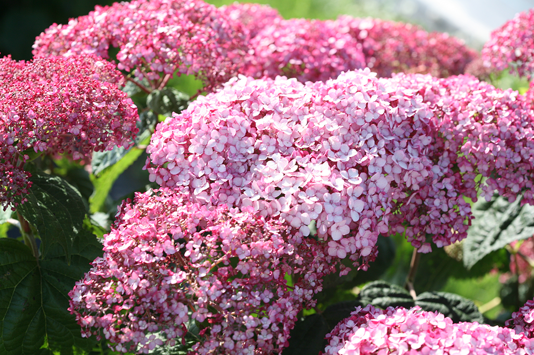 Up close image of delicate pink hydrangea flowers