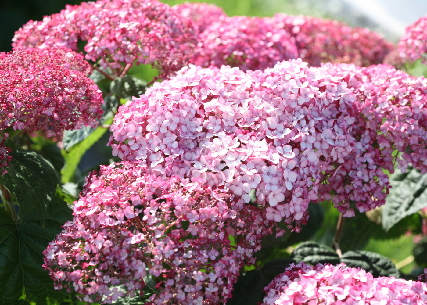 Beautiful pink hydrangea flower close up