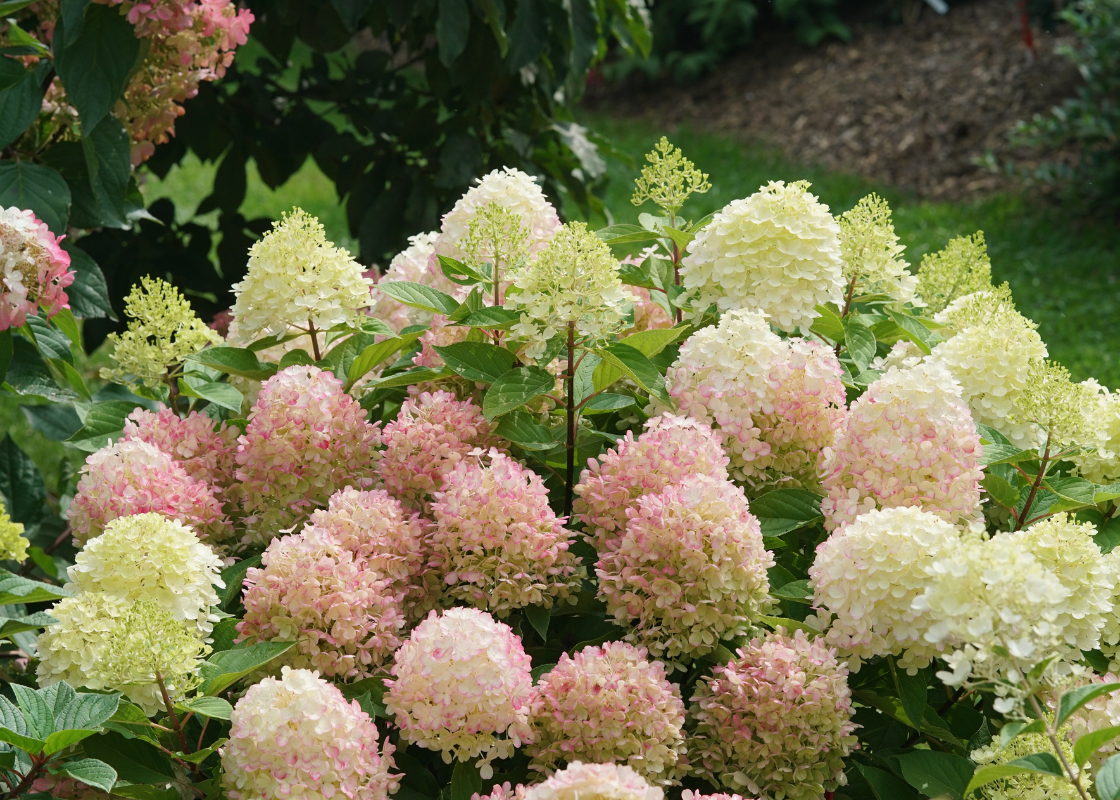 Pink and white panicle hydrangeas in a garden hedge