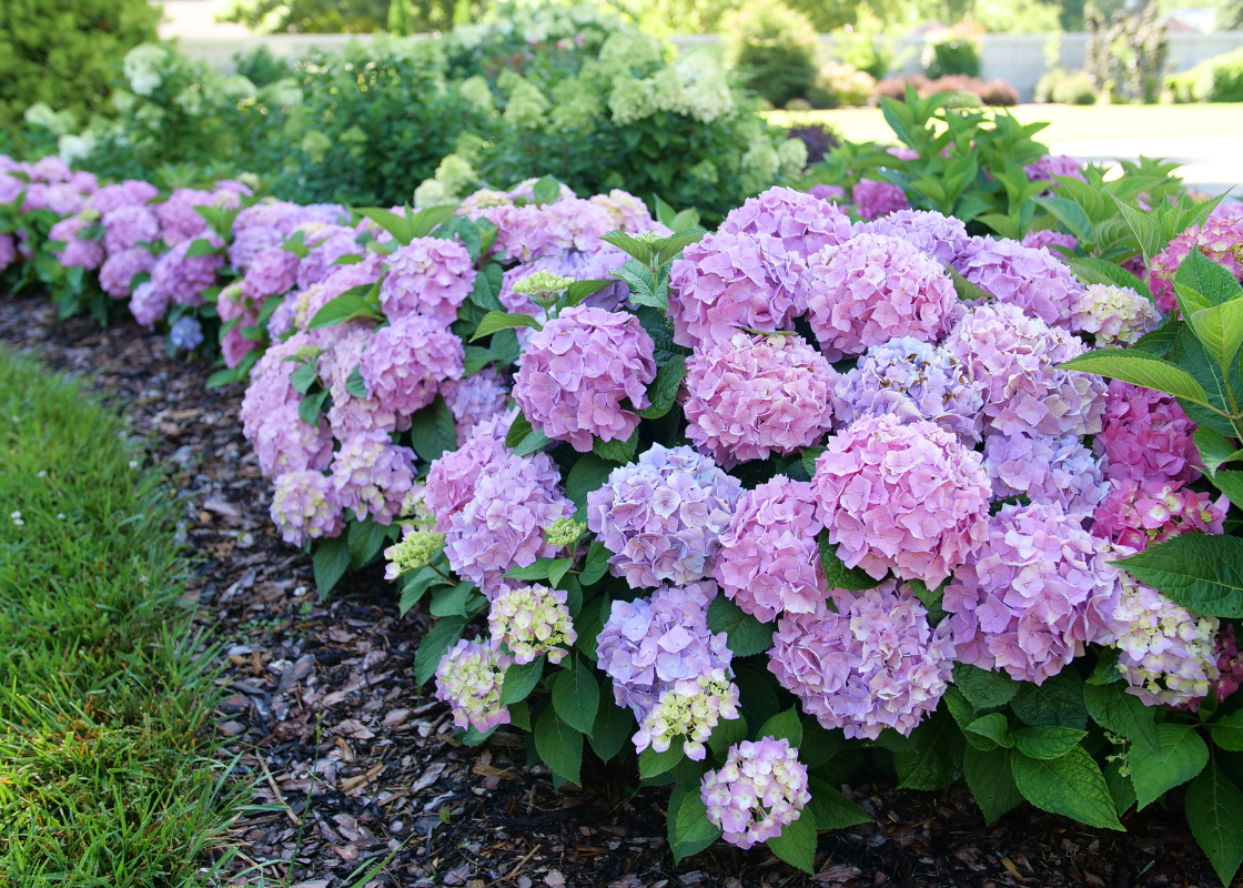 DMC 紫陽花 Onatsu SP STEEL hydrangea The Blue Sanctuary – Hydrangeas in full bloom 2025. 青の楽園