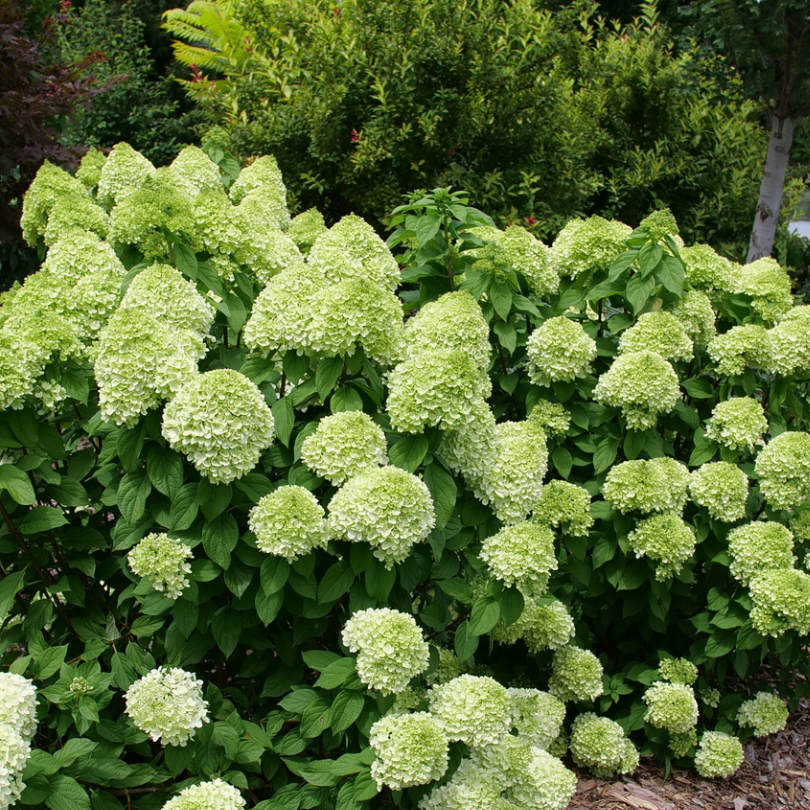 Two Powerball panicle hydrangeas, covered in round green flowers, bloom in a mulched landscape bed.