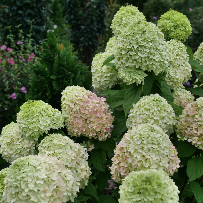 Several flowers on Powerball panicle hydrangea have begun to show the first signs of aging from green to pink. 