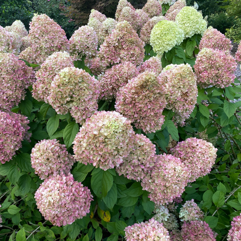 Several flowers on Powerball panicle hydrangea have begun to show the first signs of aging from green to pink. 