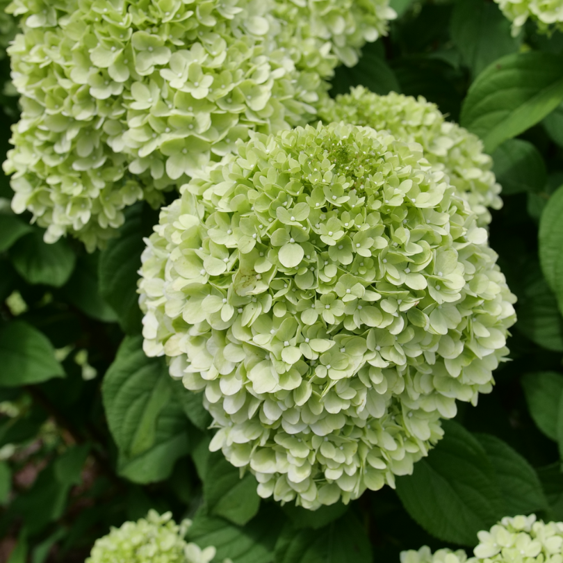 Powerball™ Panicle Hydrangea has large rounded blooms that start green before aging to pink and red. 