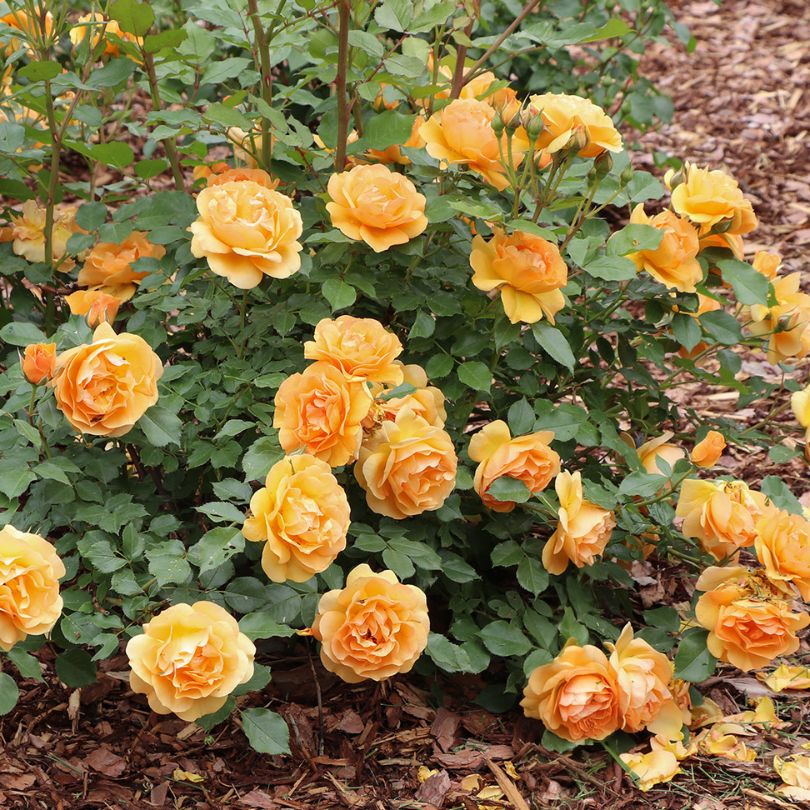 Mound of orange Reminiscent® Ginger Roses with green leaves in a garden setting