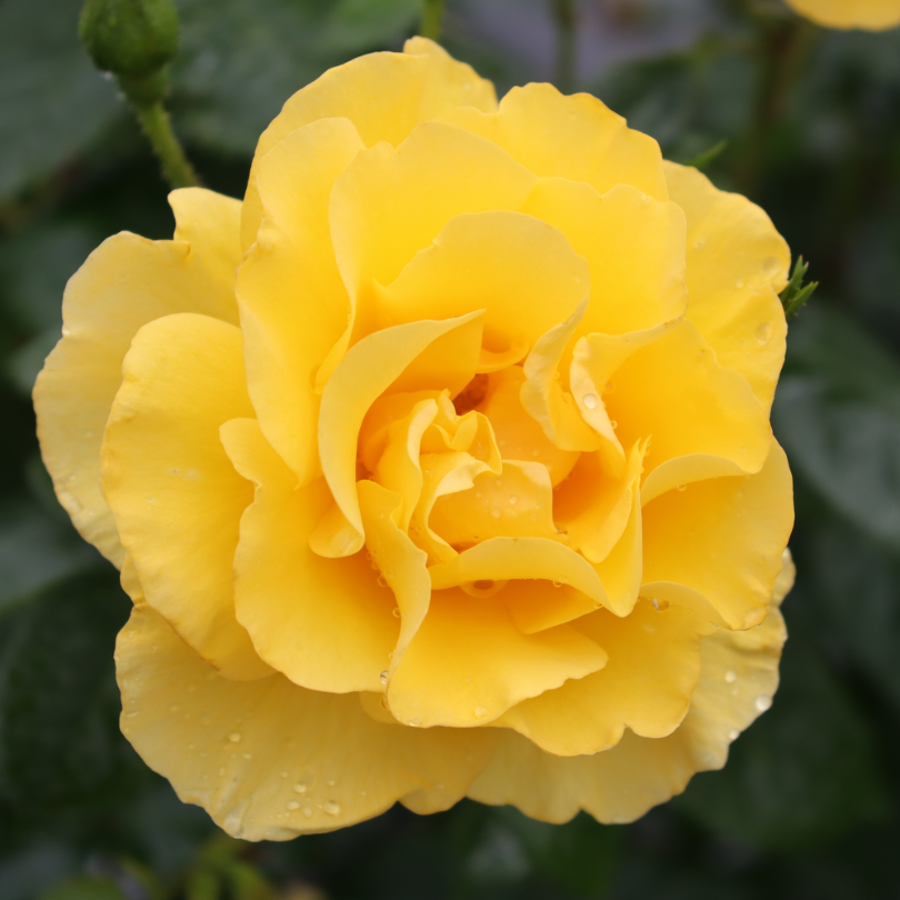 Close up image of vibrant yellow reminiscent rose flower