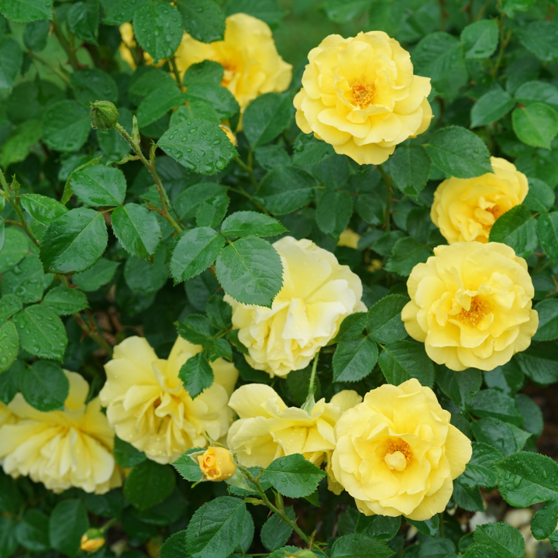 Beautiful butter-yellow rose flowers