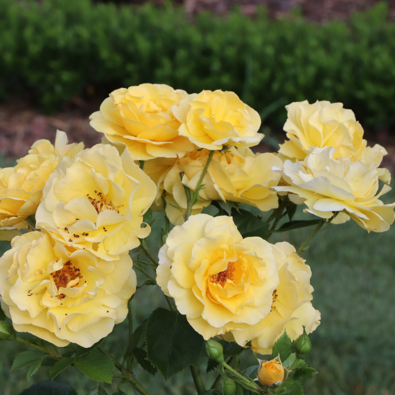 Close up image of vibrant yellow reminiscent rose flowers