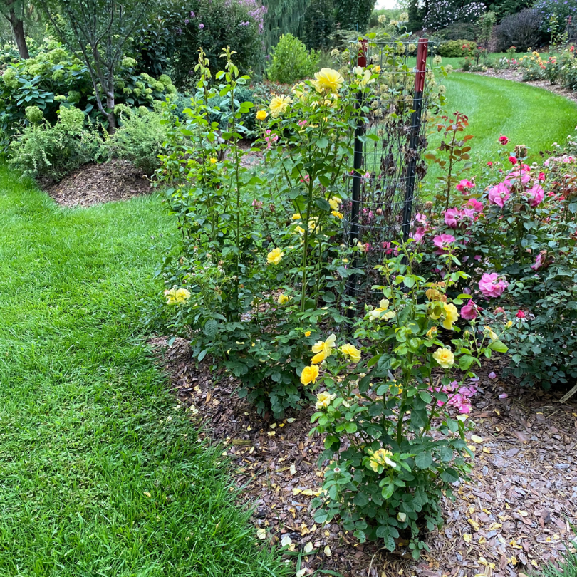 Vibrant yellow reminiscent rose flowers climbing a trellis