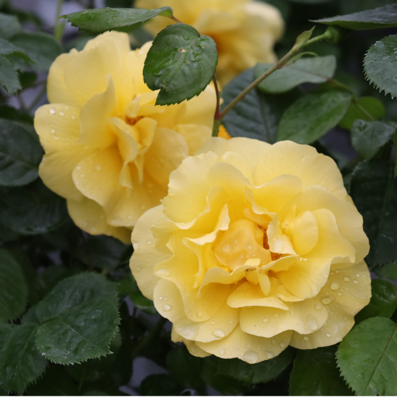 Close up image of vibrant yellow reminiscent rose flower