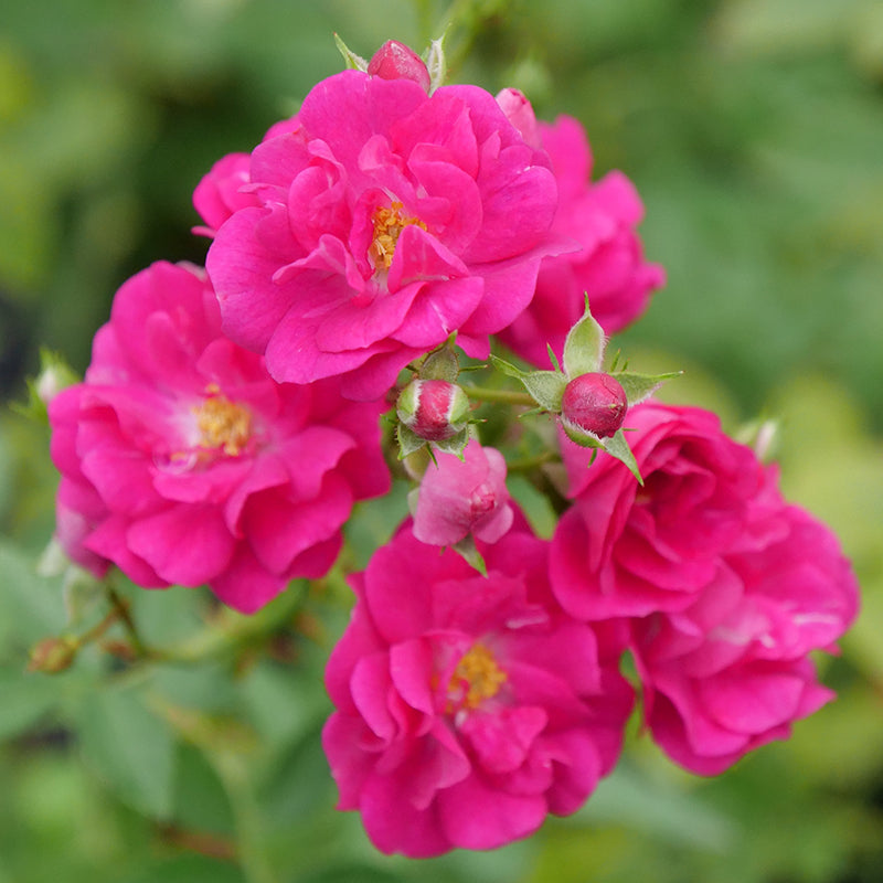 Oso Easy Ringo Roses Oso Easy Peasy® Rose